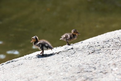 Photo of Cute fluffy ducklings on stone near pond. Baby animals