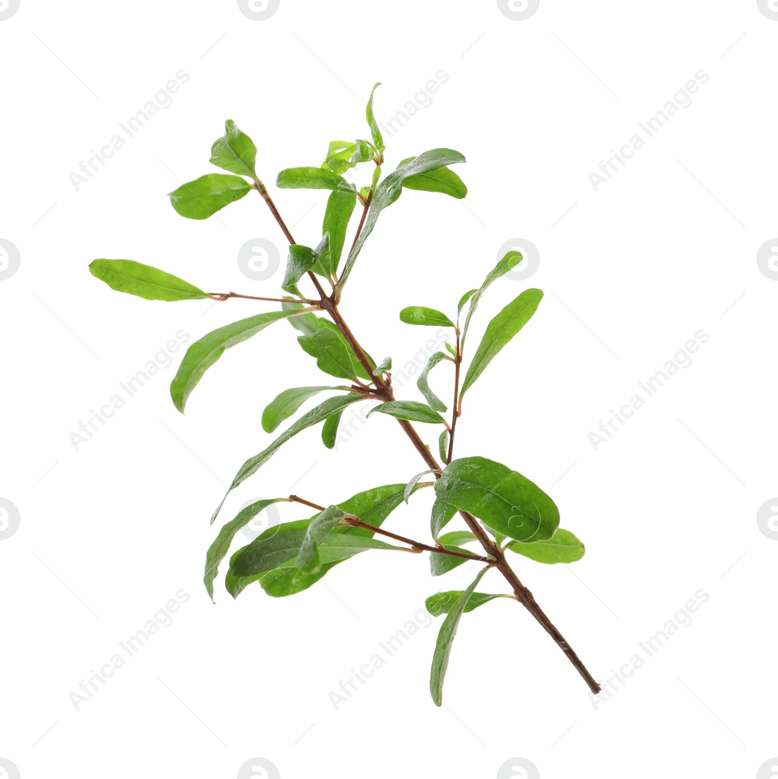 Photo of Pomegranate branch with green leaves on white background