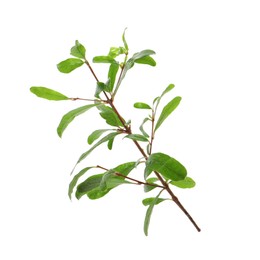 Photo of Pomegranate branch with green leaves on white background