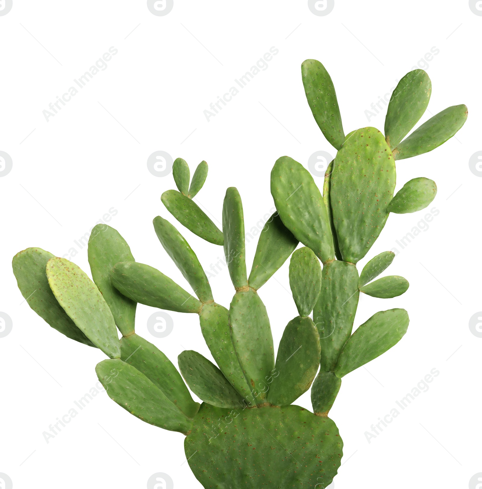 Image of Beautiful big green cactus on white background