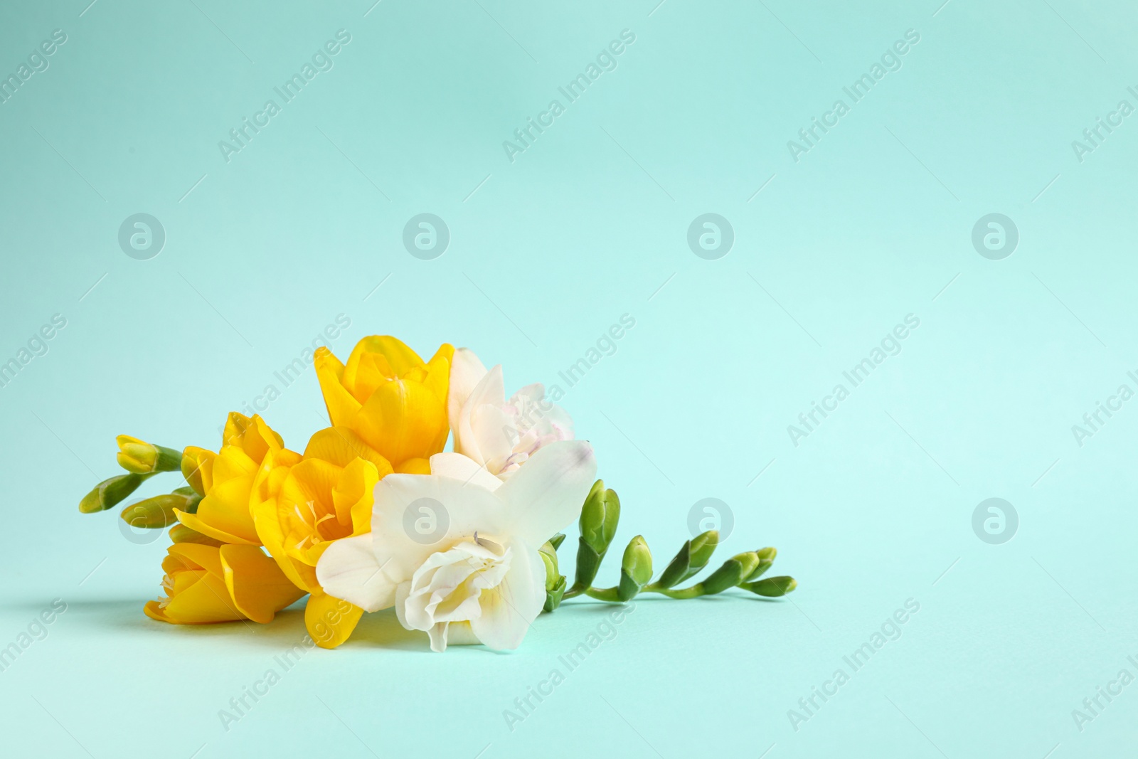 Photo of Beautiful blooming freesias on light blue background. Space for text