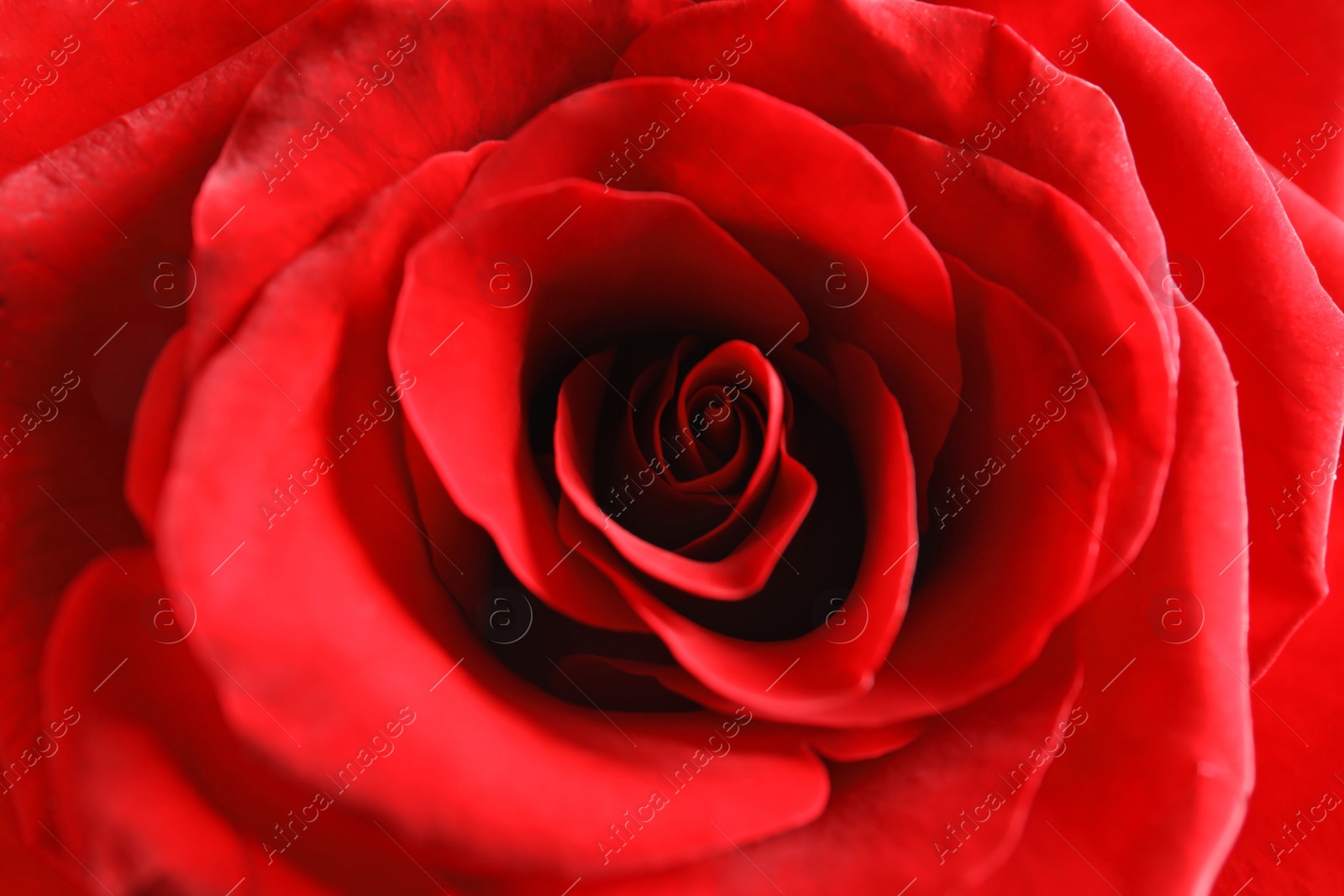 Photo of Beautiful red rose flower as background, closeup