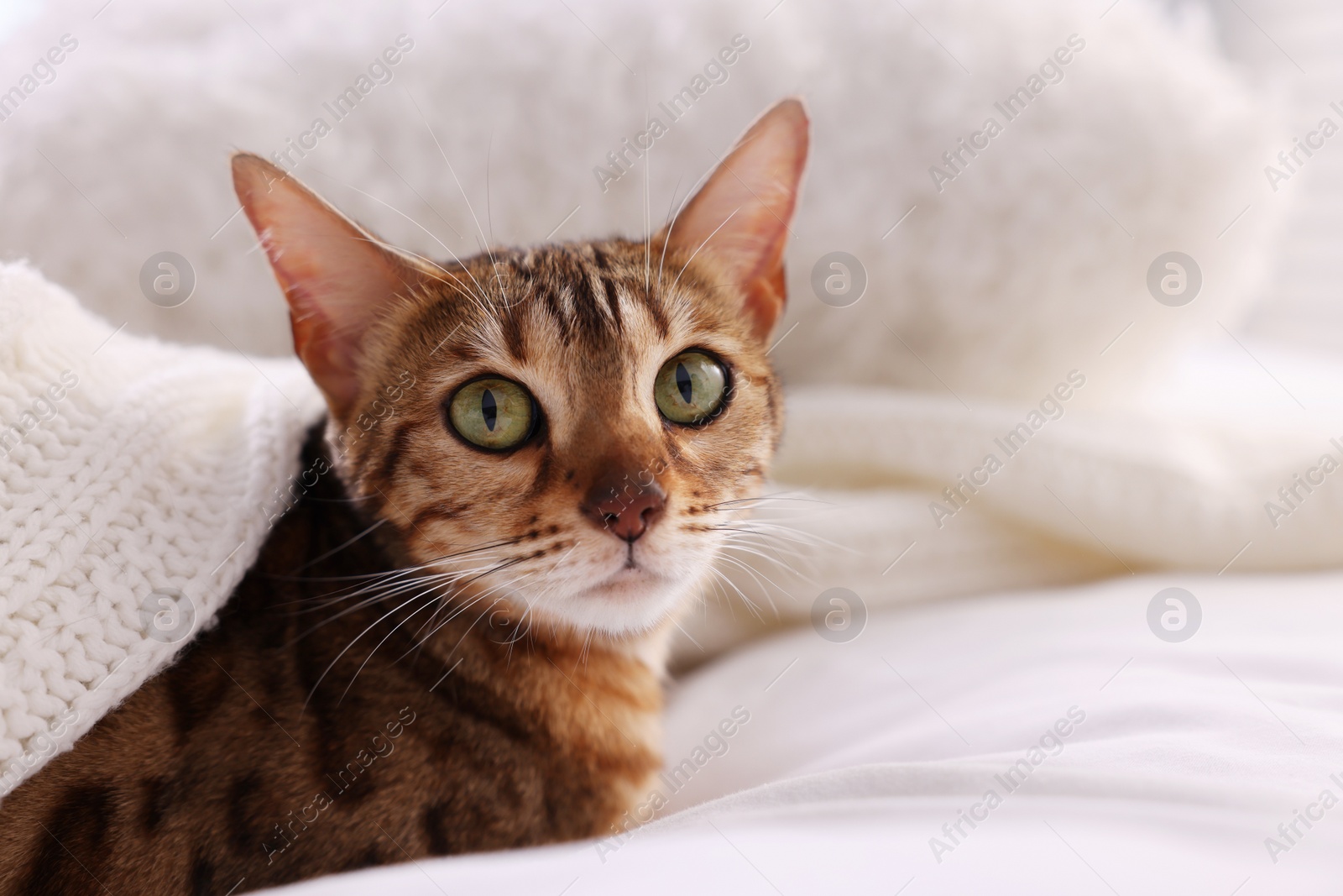 Photo of Cute Bengal cat lying on bed at home, closeup and space for text. Adorable pet