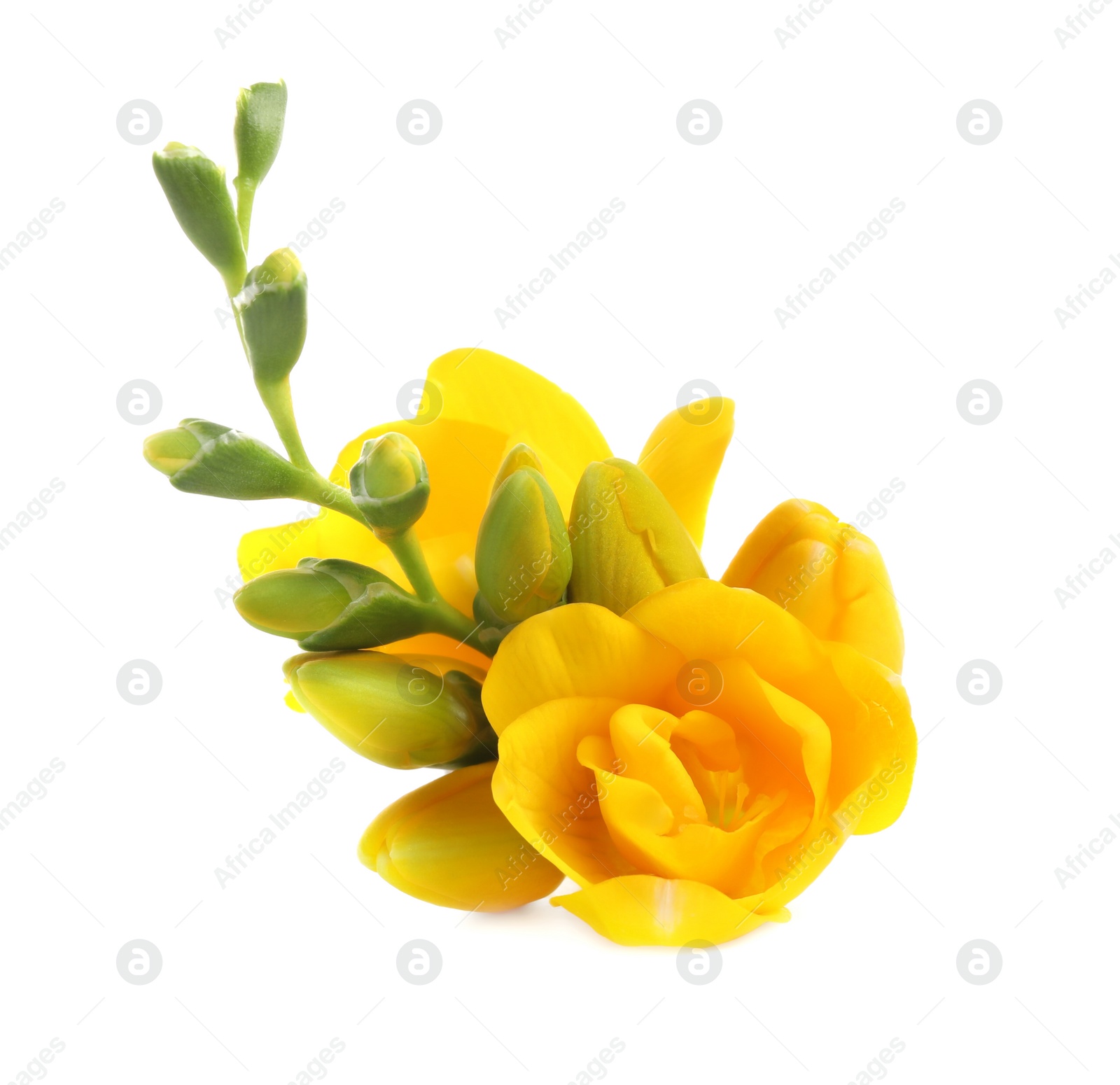 Photo of Beautiful yellow freesia flowers on white background