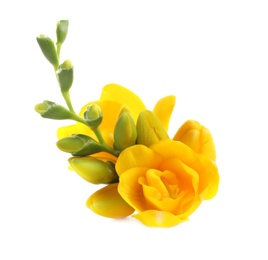 Photo of Beautiful yellow freesia flowers on white background