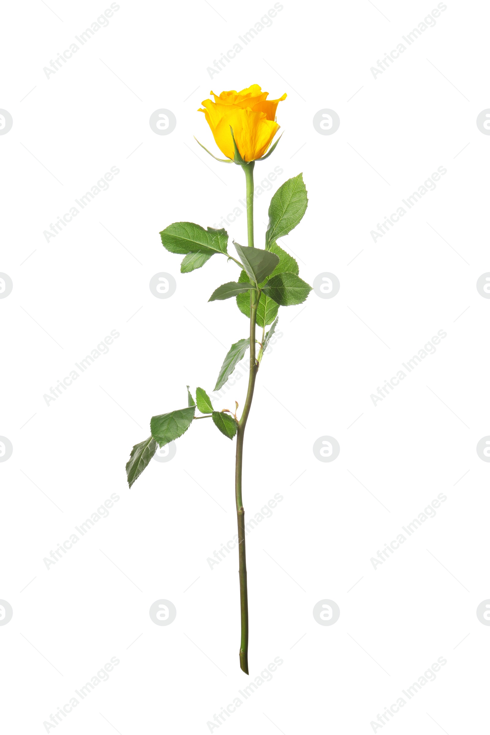 Photo of Beautiful fresh yellow rose isolated on white