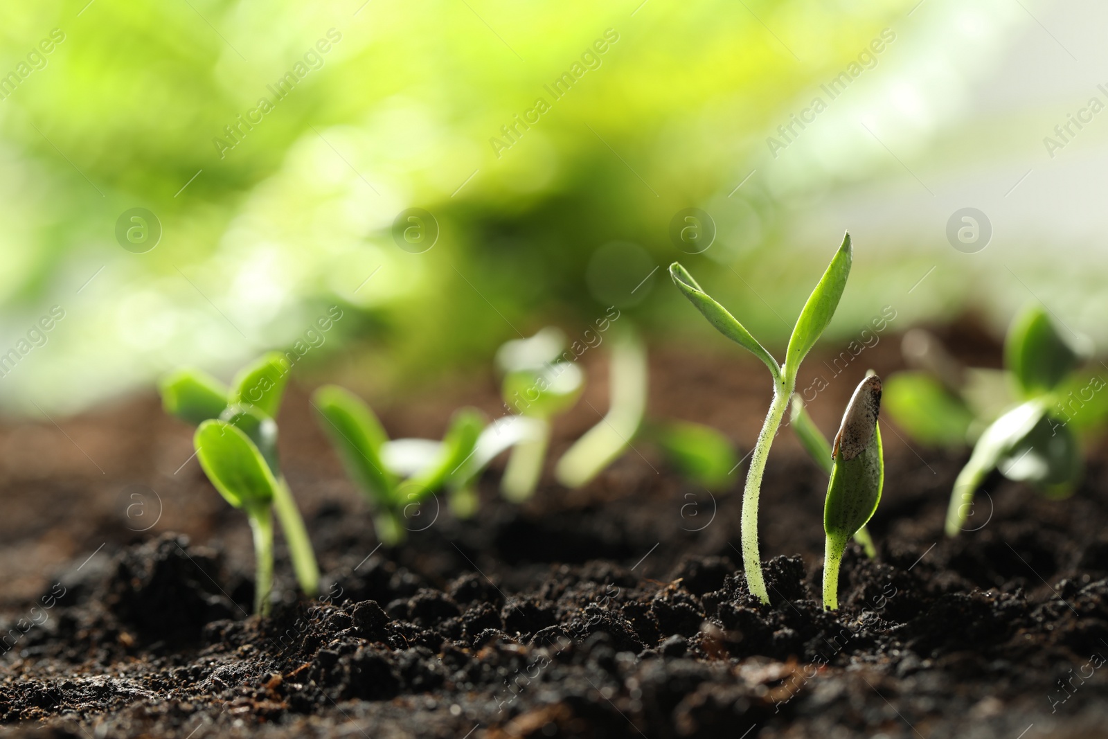 Photo of Young vegetable seedlings growing in soil outdoors, space for text