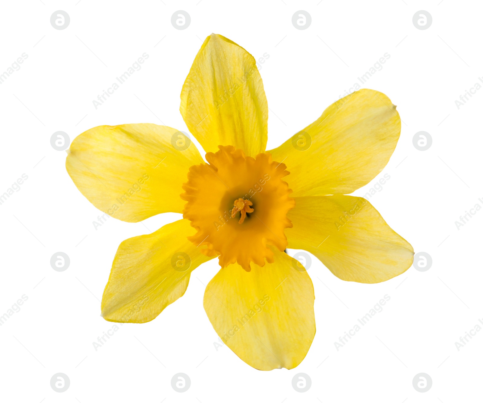 Photo of Beautiful blooming yellow daffodil isolated on white