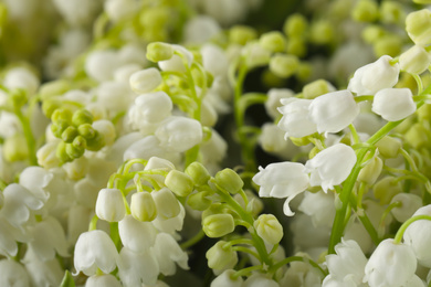 Beautiful lily of the valley flowers on black background, closeup