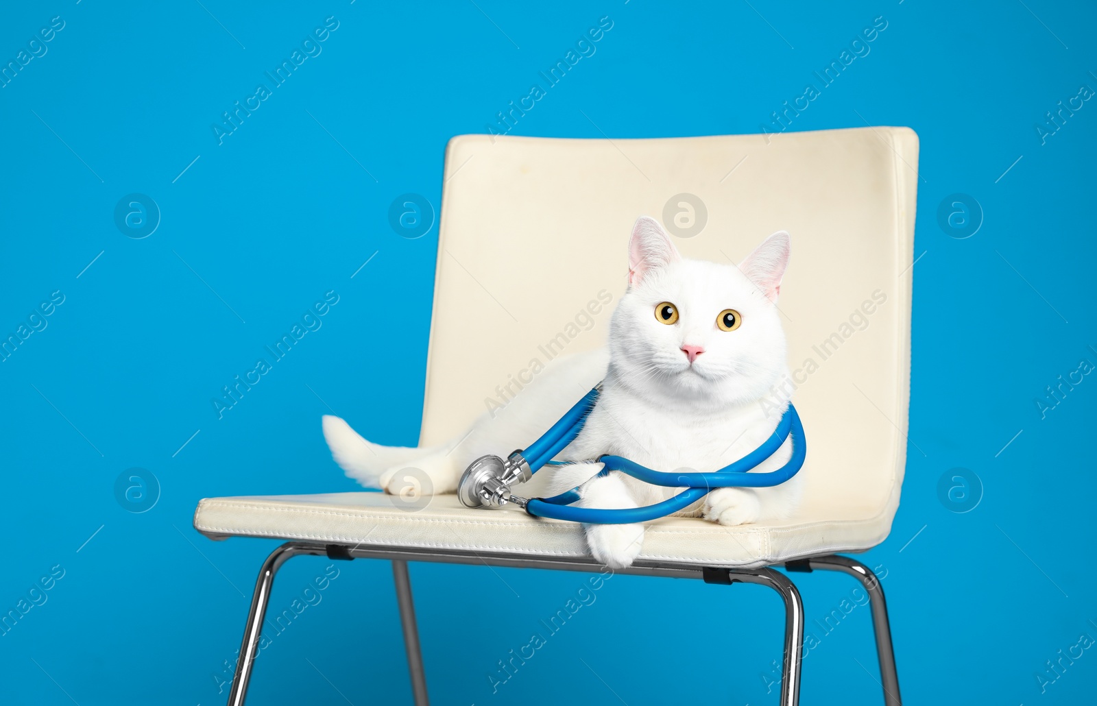 Photo of Cute cat with stethoscope as veterinarian on light blue background