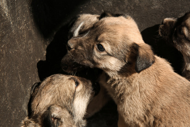 Photo of Stray puppies outdoors on sunny day. Baby animals