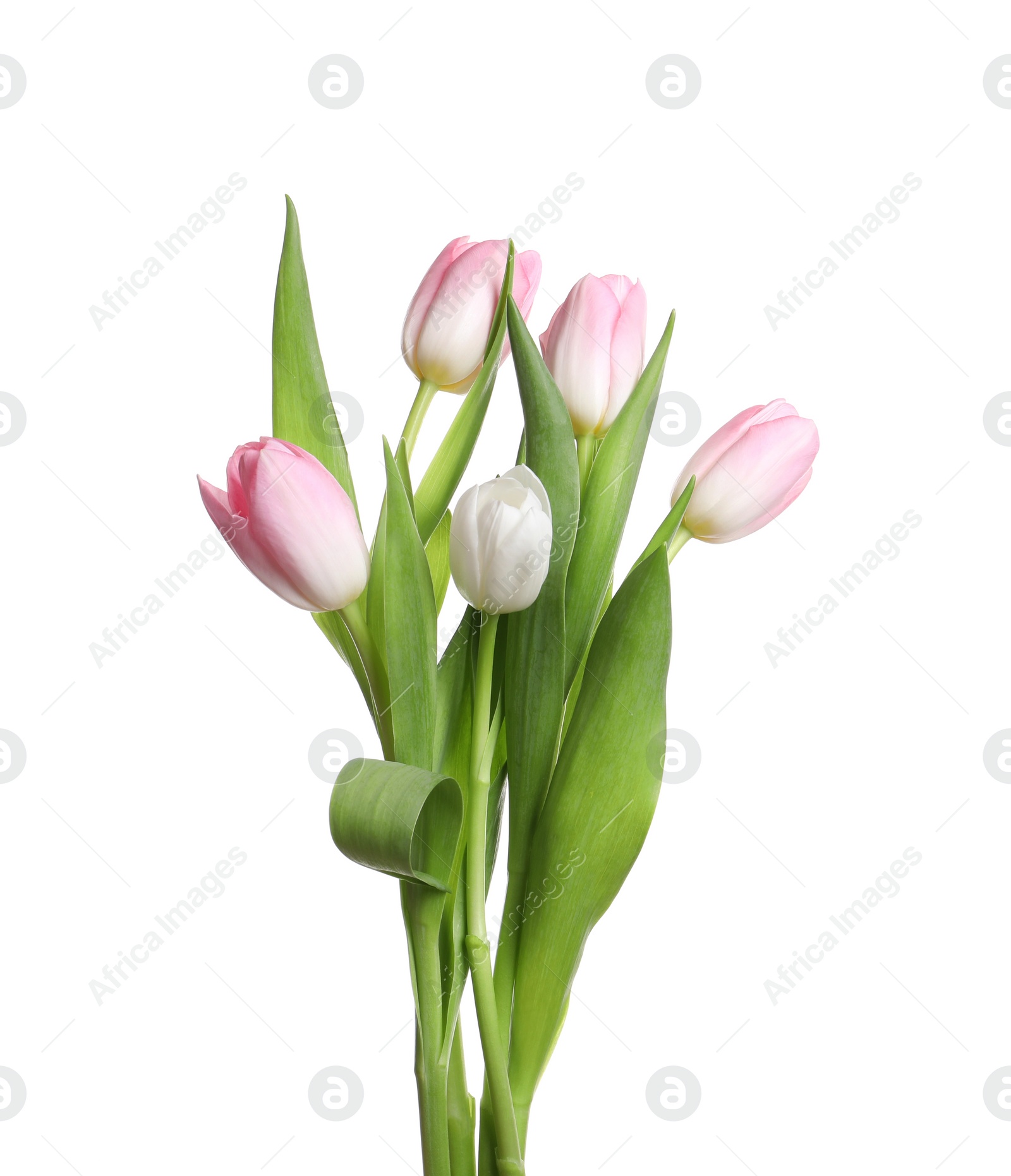 Photo of Beautiful bouquet of tulips isolated on white