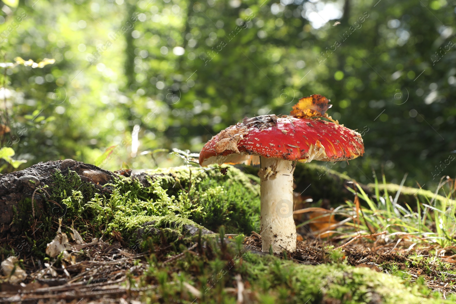 Photo of One poisonous mushroom growing in forest, closeup. Space for text