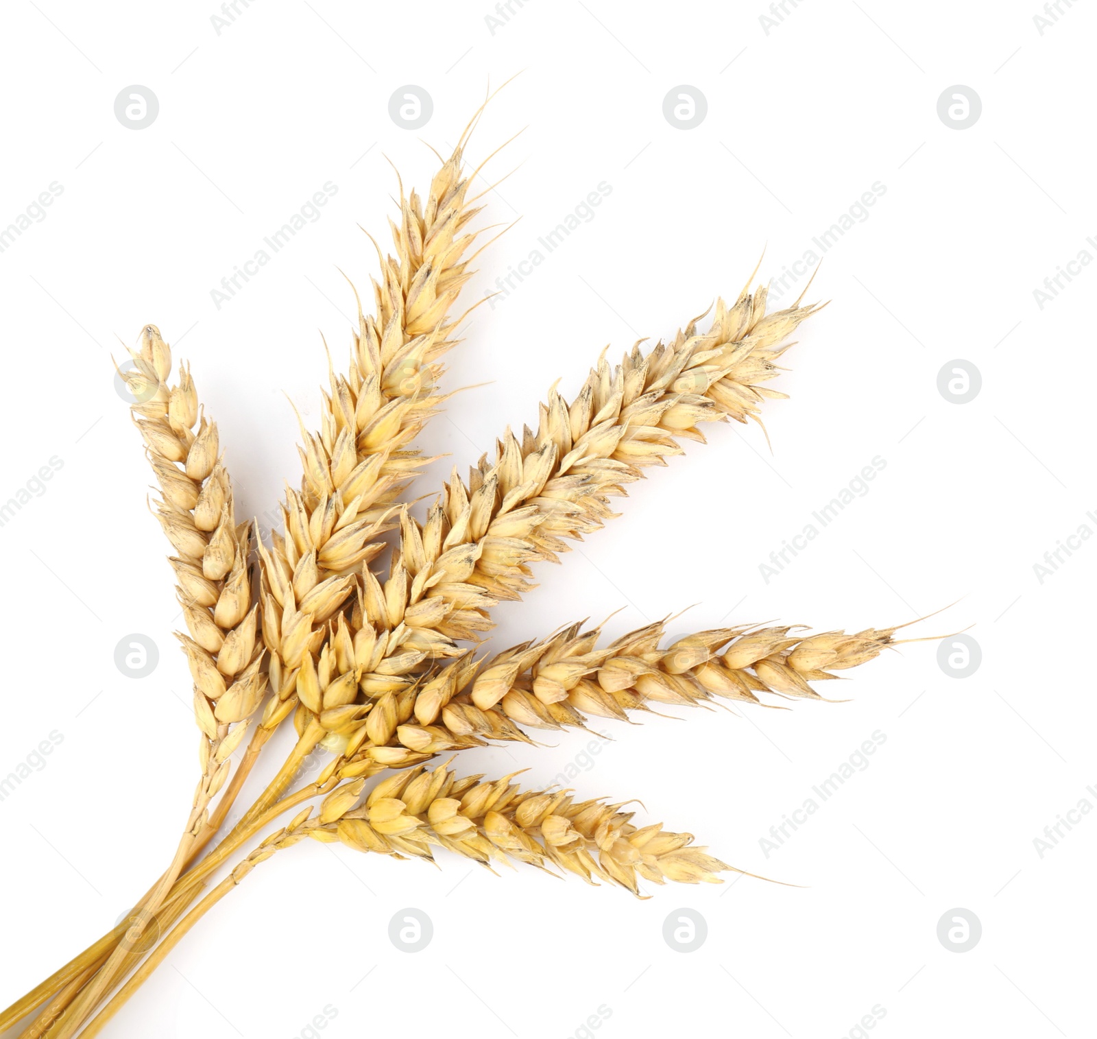 Photo of Dried ears of wheat on white background, top view