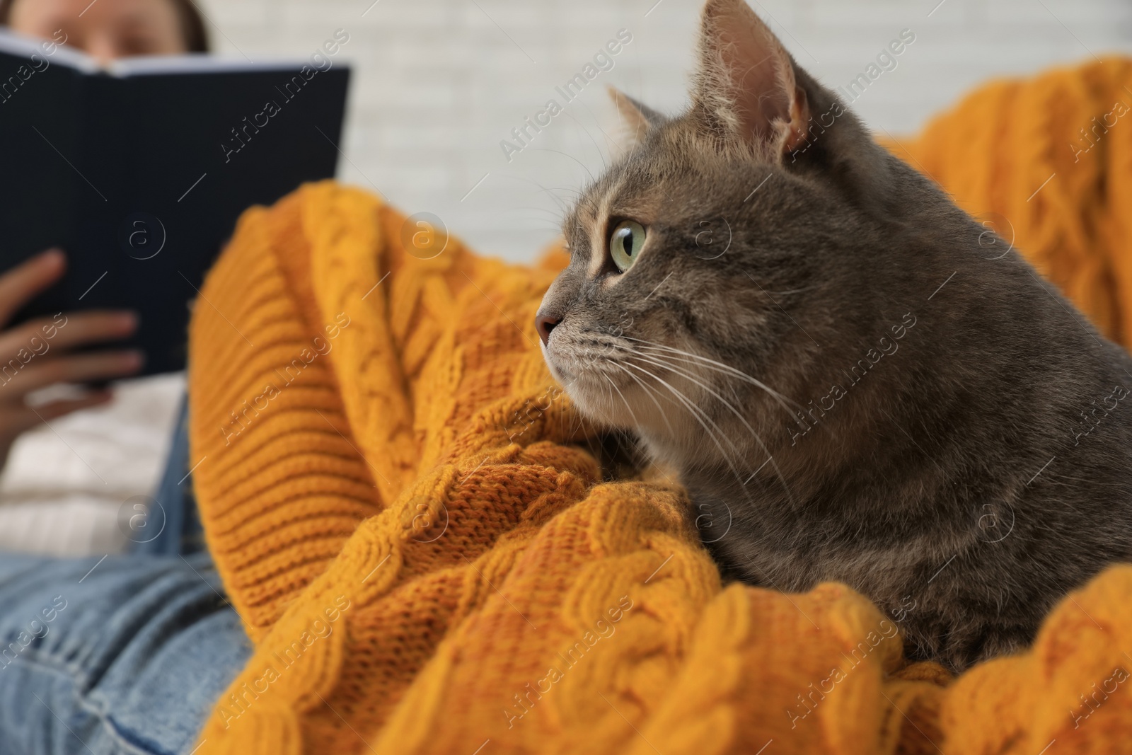 Photo of Woman with grey tabby cat at home, closeup. Cute pet