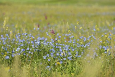 Picturesque view of beautiful blooming flax field