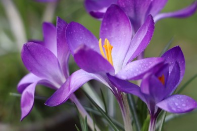 Fresh purple crocus flowers growing on blurred background, closeup