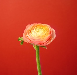 Beautiful ranunculus flower on color background