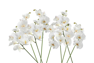 Image of Set of beautiful tropical orchid flowers on white background