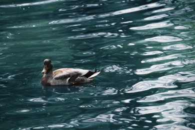 Beautiful duck swimming in pond on sunny day