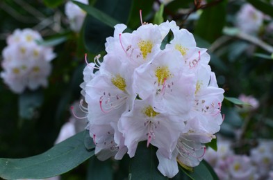 Photo of Blooming Rhododendron plant with beautiful flowers outdoors, closeup