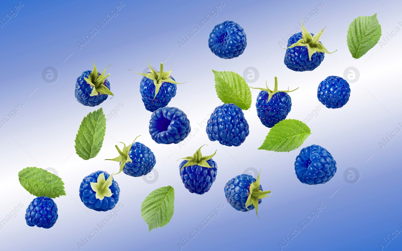 Image of Many fresh blue raspberries and green leaves falling on blue background