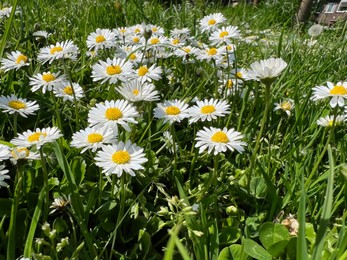 Beautiful white daisy flowers and green grass growing in meadow