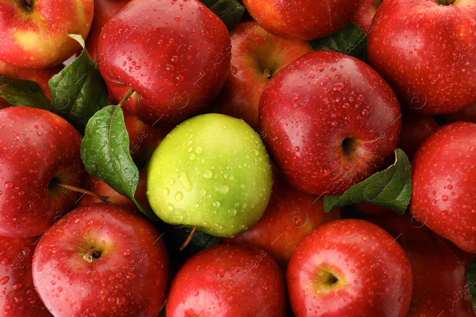 Photo of Green apple among red ones as background. Be different