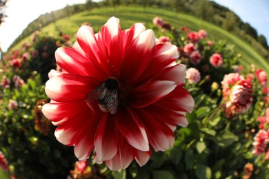 Photo of Bumblebee collecting nectar from dahlia flower outdoors. Fisheye lens
