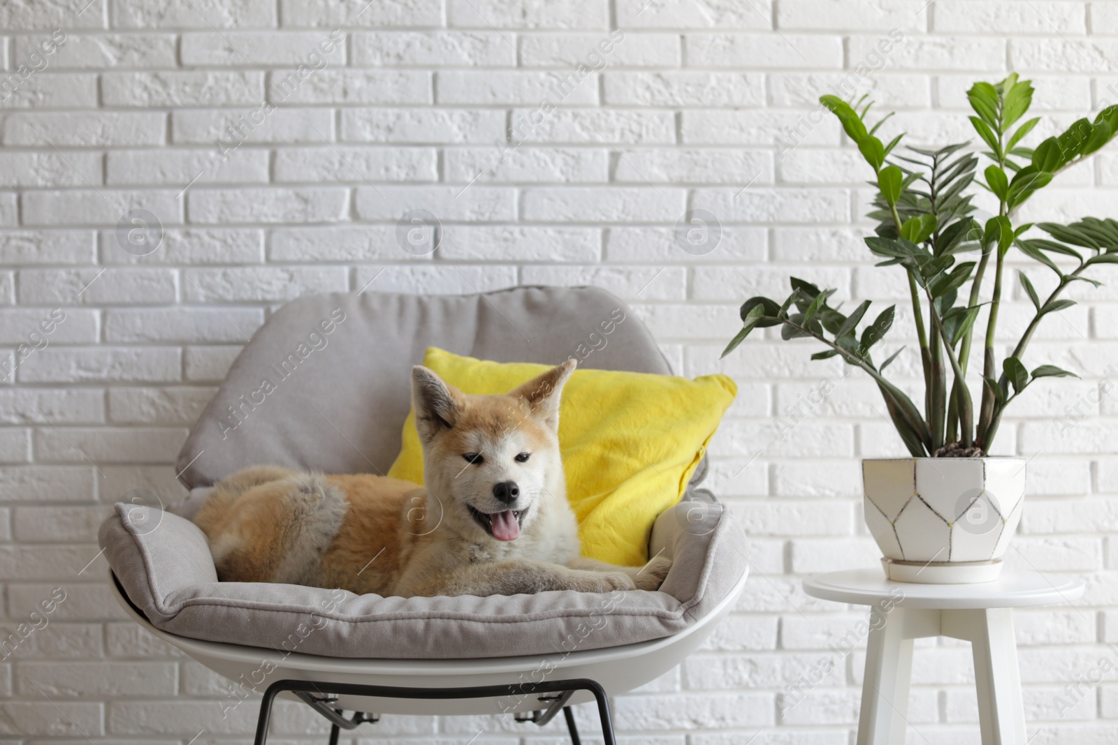 Photo of Cute Akita Inu dog on armchair in room with houseplants