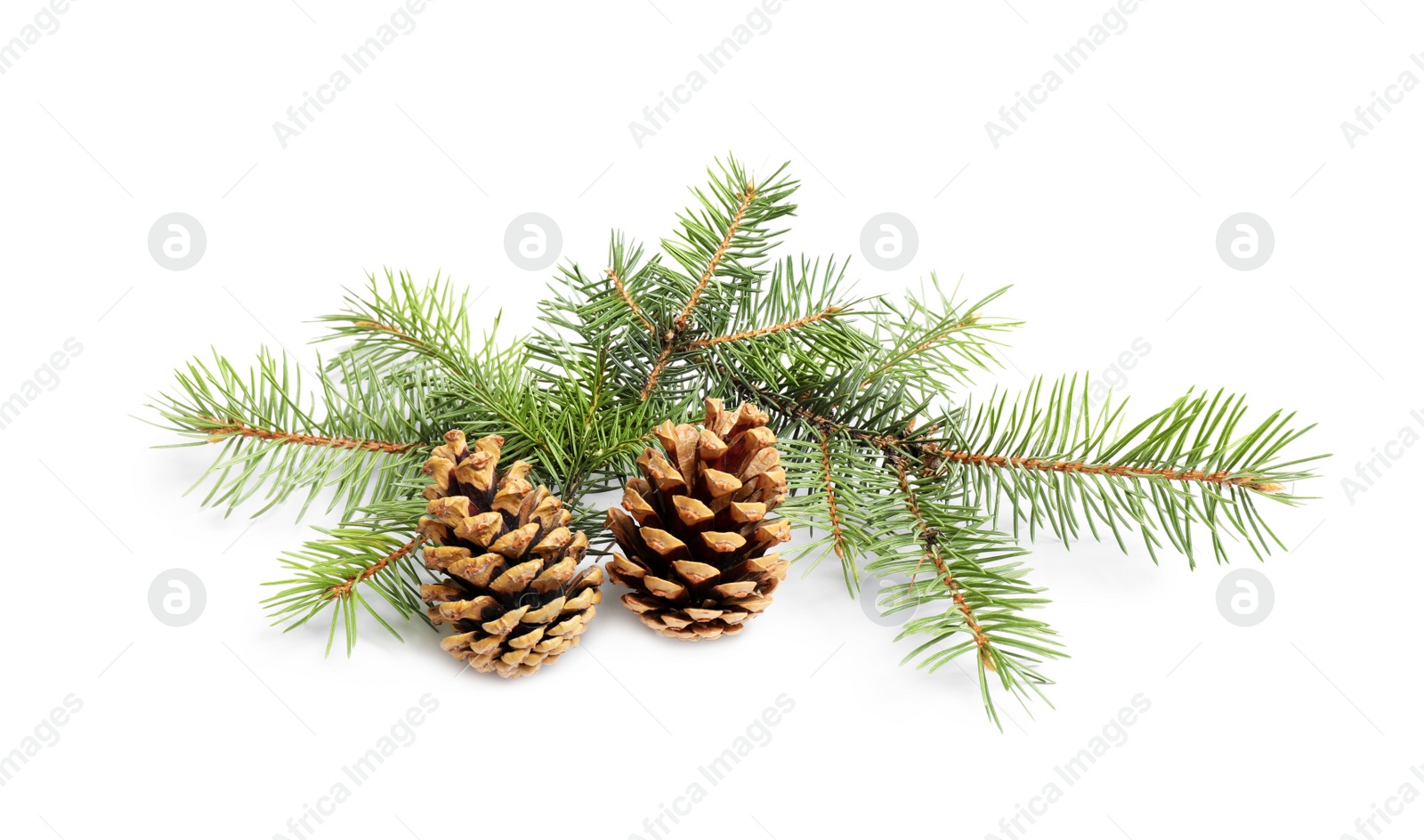 Photo of Christmas tree branches with pine cones on white background