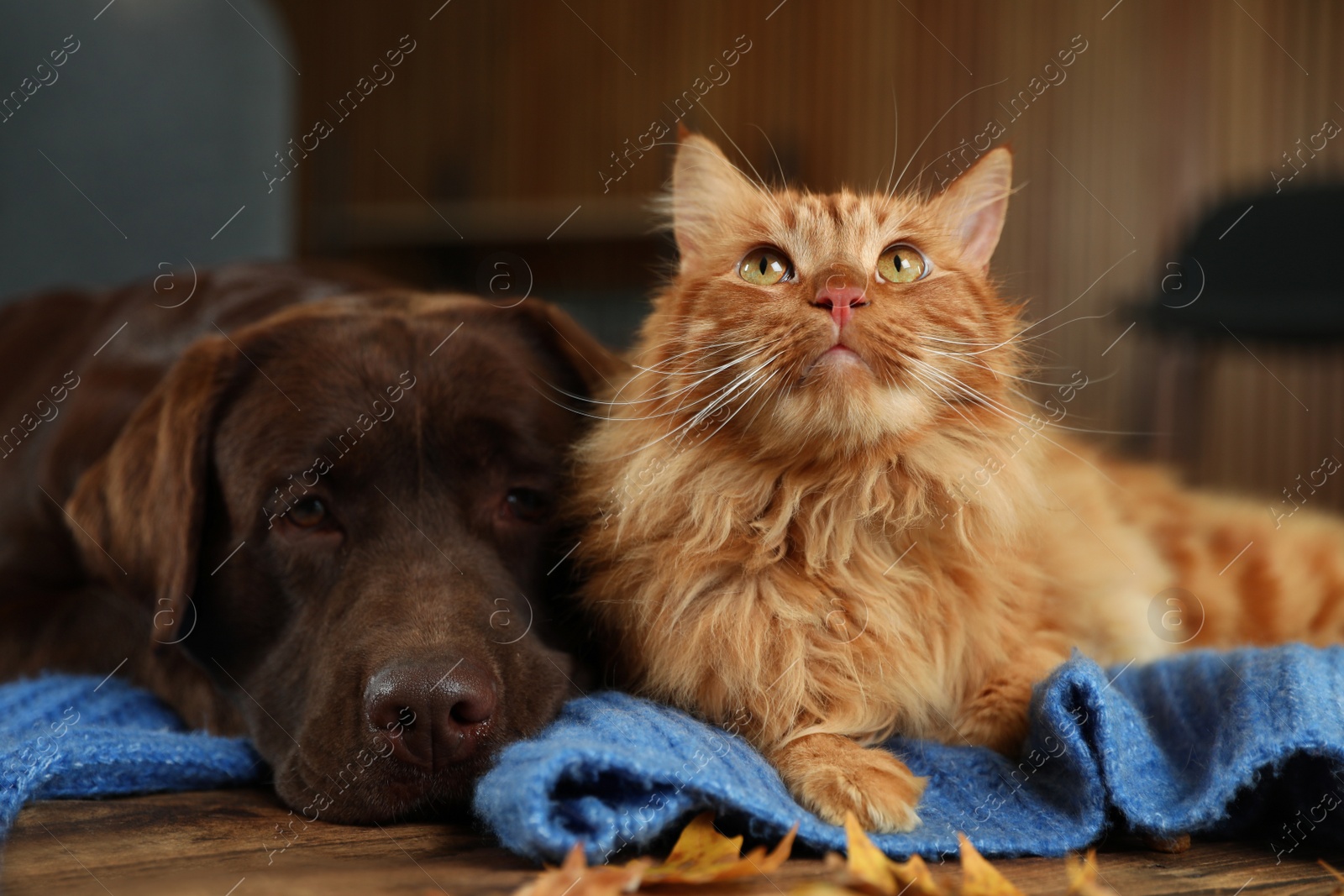 Photo of Cute cat and dog on wooden table at home. Warm and cozy winter