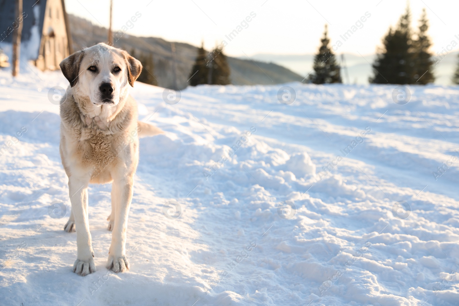 Photo of Cute dog outdoors on snowy winter day. Funny pet