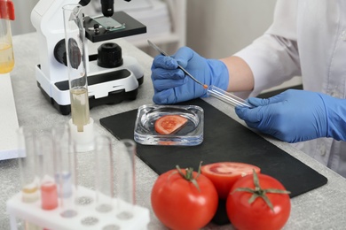 Photo of Scientist inspecting tomato in laboratory, closeup. Food quality control
