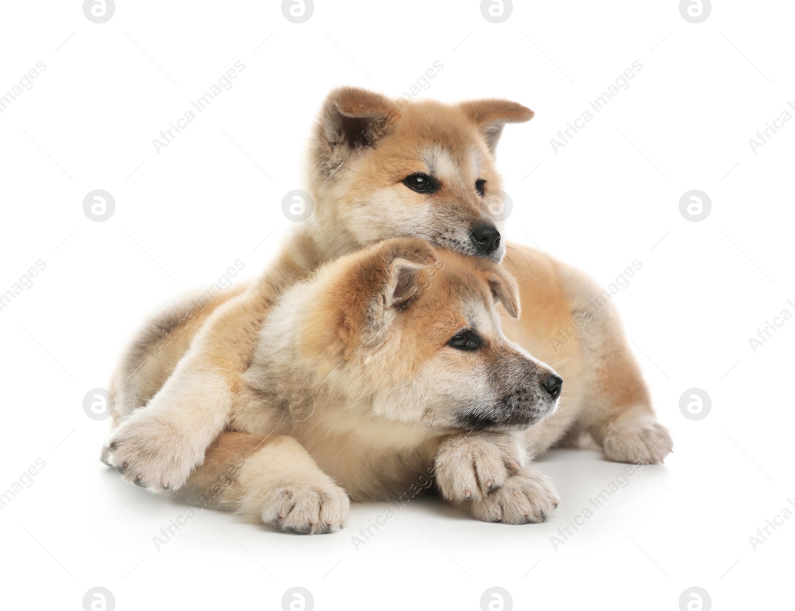 Photo of Adorable Akita Inu puppies on white background