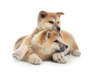 Photo of Adorable Akita Inu puppies on white background