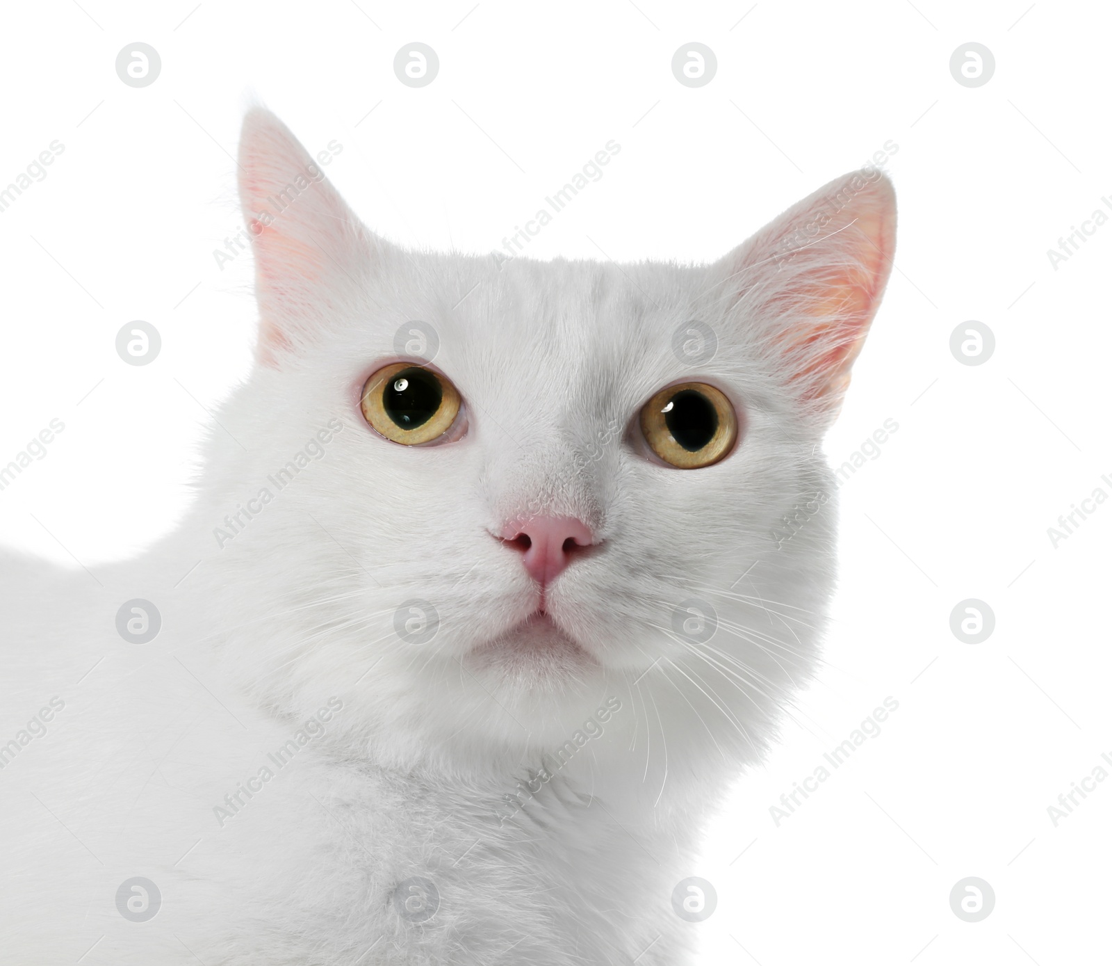 Photo of Cute cat on white background. Fluffy pet