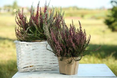Beautiful heather flowers on white table outdoors
