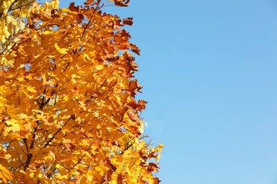 Photo of Maple tree branches with golden leaves against blue sky. Space for text