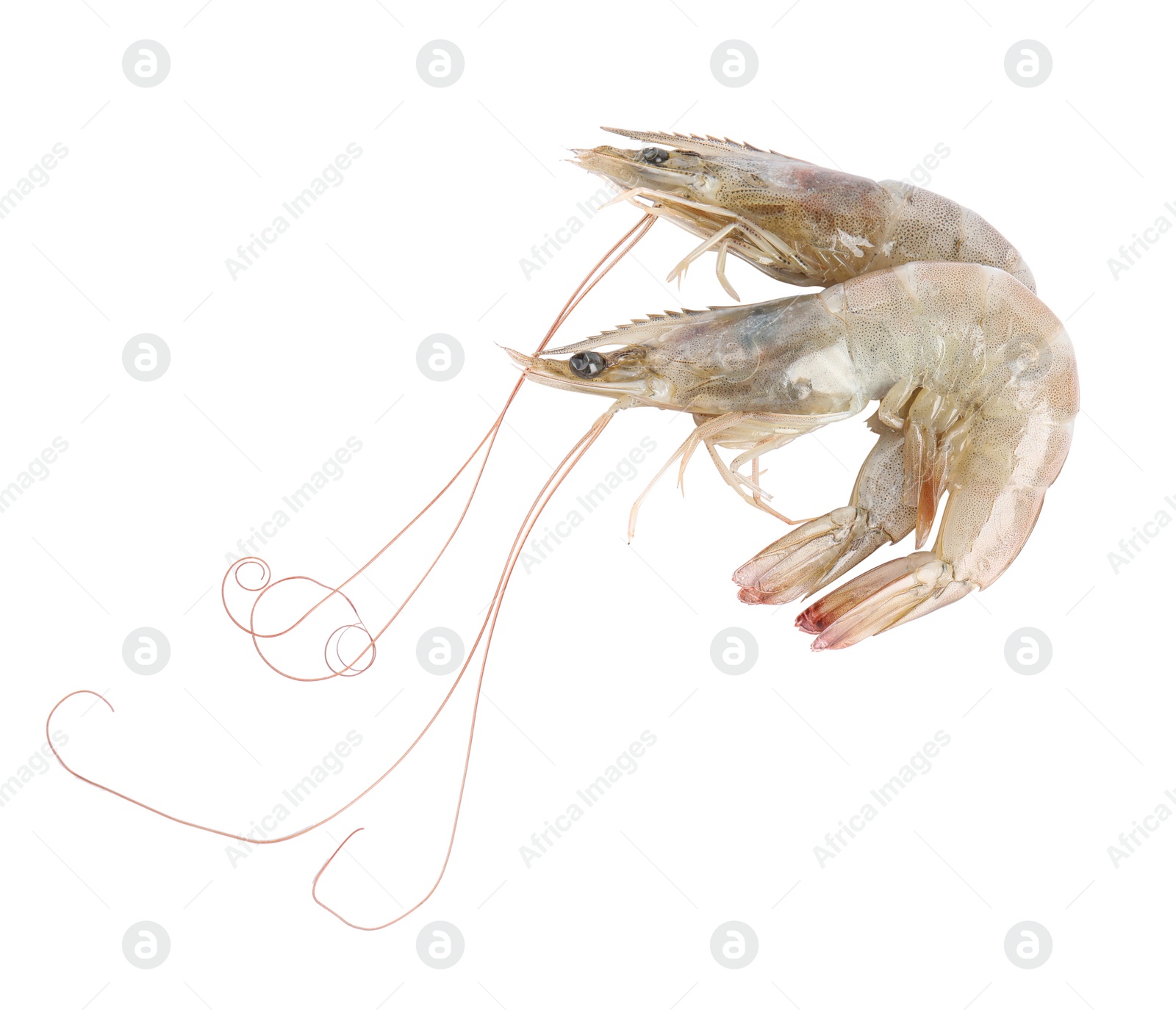 Photo of Fresh raw shrimps isolated on white, top view