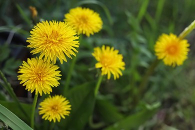 Photo of Beautiful bright yellow dandelions in green grass, closeup