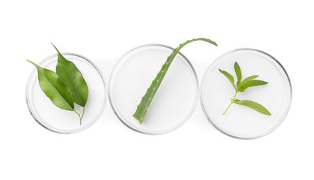 Photo of Petri dishes with different plants isolated on white, top view