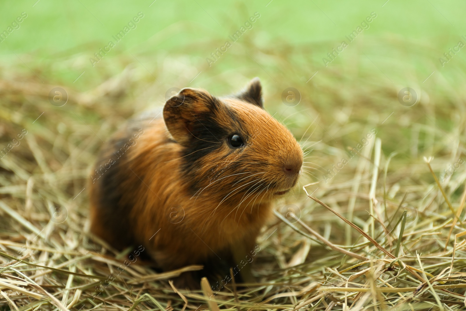 Photo of Cute funny guinea pig and hay outdoors, closeup