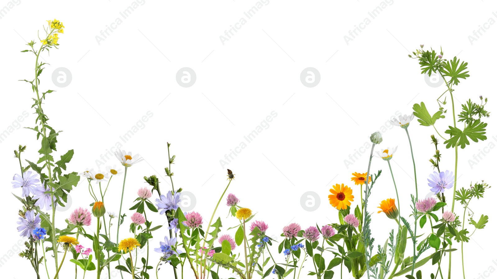 Image of Colorful meadow flowers on white background, banner design