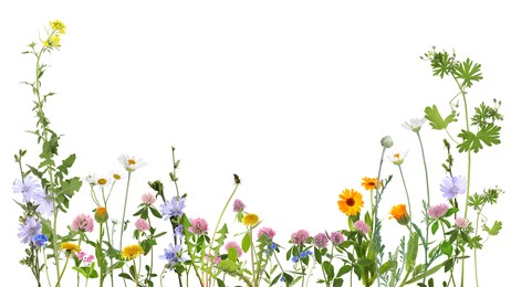 Image of Colorful meadow flowers on white background, banner design