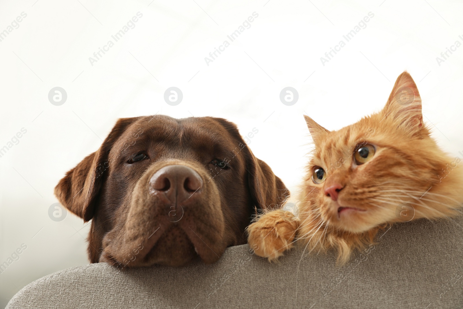 Photo of Cat and dog together on sofa indoors. Fluffy friends