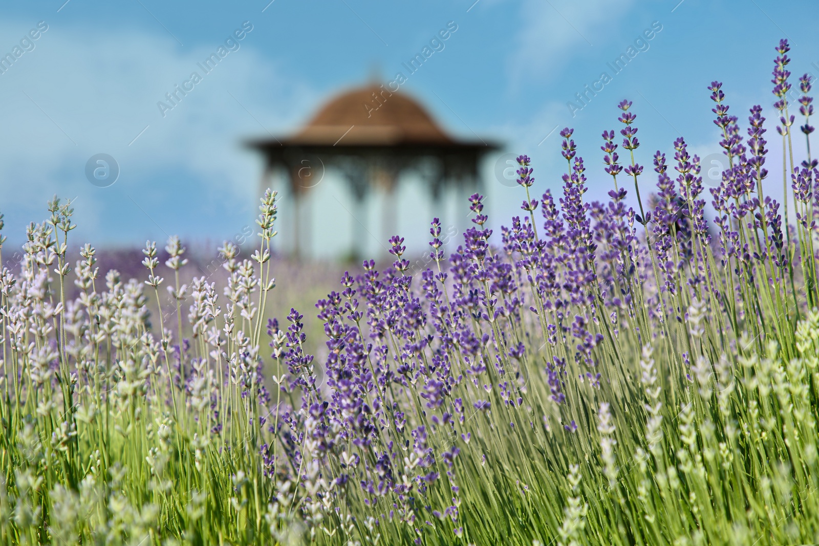 Photo of Beautiful blooming lavender growing in field, closeup