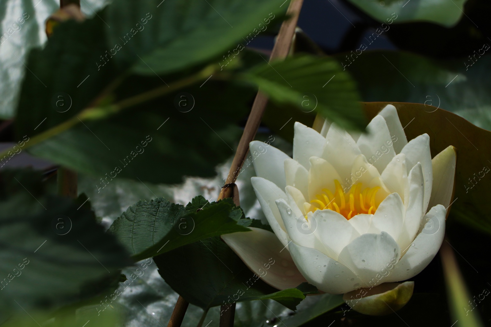 Photo of Beautiful white lotus flower and leaves in pond, closeup