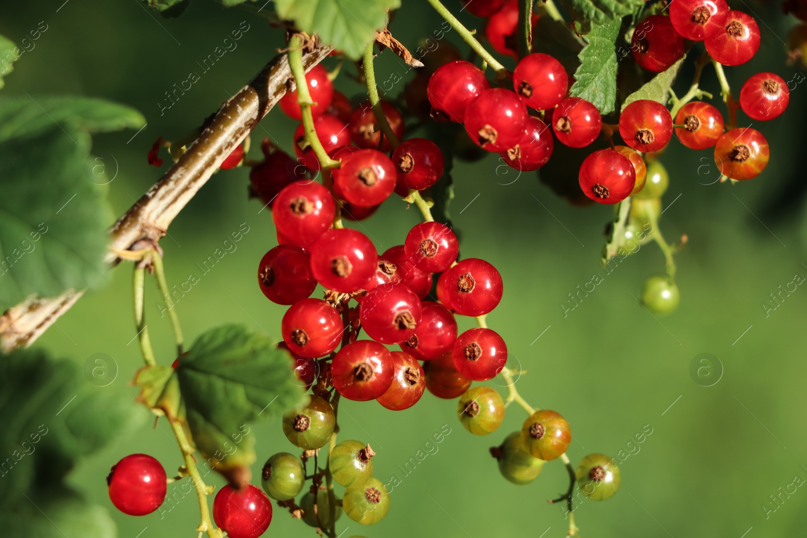 Photo of Closeup view of red currant bush with ripening berries outdoors on sunny day