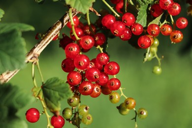 Photo of Closeup view of red currant bush with ripening berries outdoors on sunny day